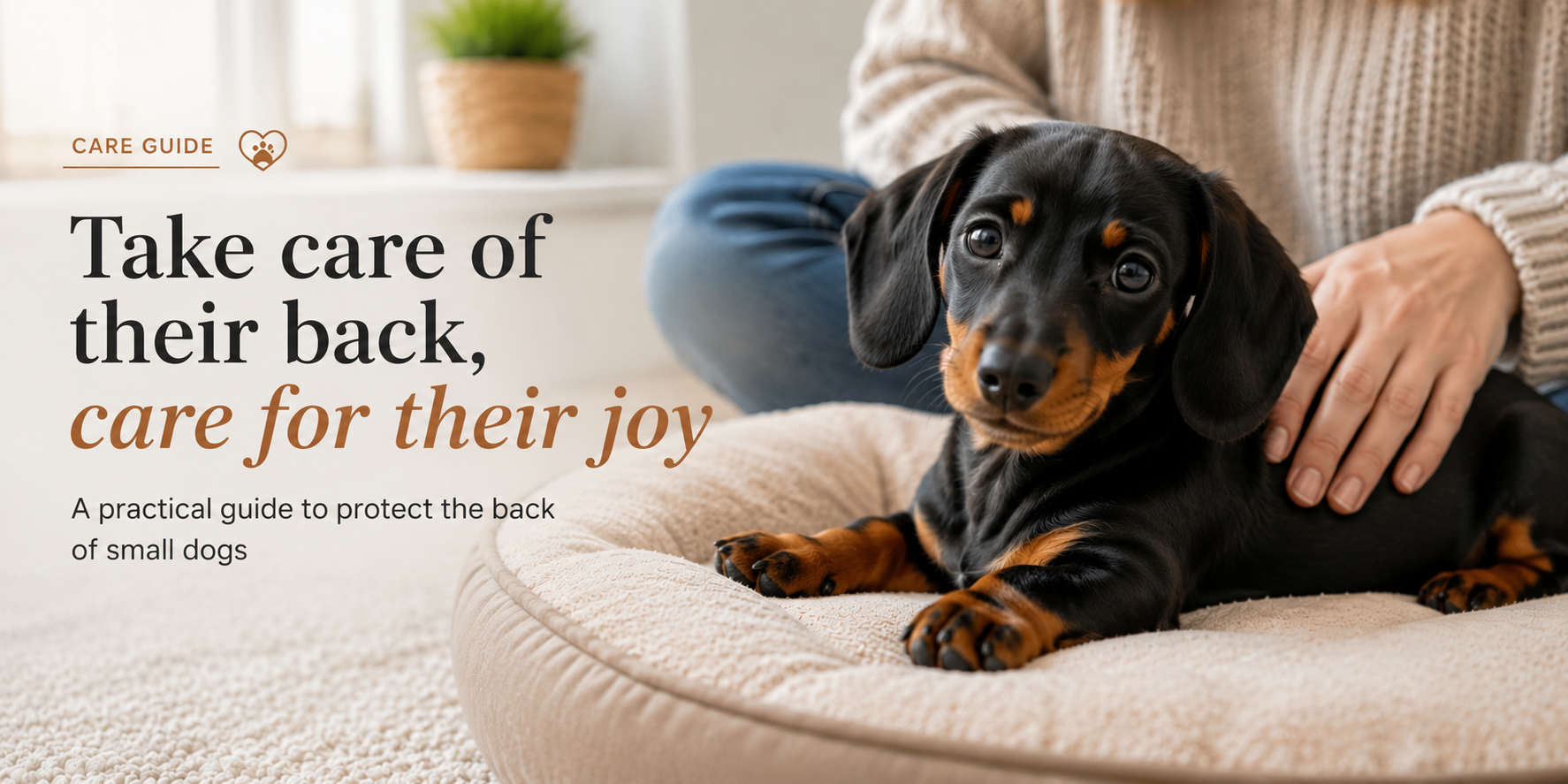 How to Protect Your Dachshund’s Back: Everyday Tips for a Healthier, Happier Dog